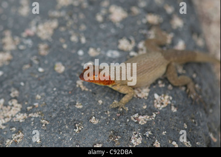 Lézard de lave, l'île Seymour Nord, îles Galapagos, Equateur Banque D'Images