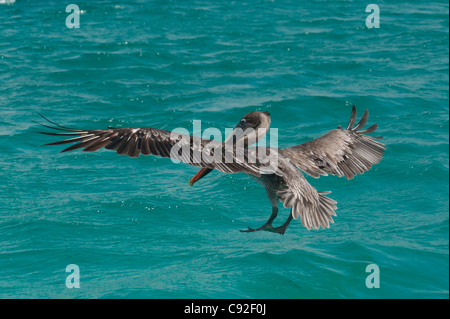 Pélican brun (Pelecanus occidentalis), volant au-dessus de l'océan, l'île de San Cristobal, îles Galapagos, Equateur Banque D'Images