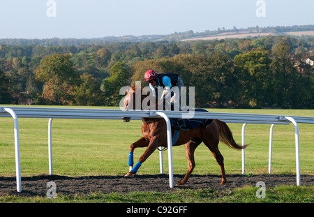 La formation de chevaux de course, Newmarket, Suffolk, Angleterre Banque D'Images