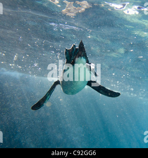 Penguin nager sous l'eau, l'île de Santiago, Puerto Egas, îles Galapagos, Equateur Banque D'Images