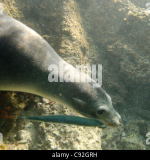 Lion de mer Galapagos (Zalophus californianus wollebacki) attrapé un poisson dans sa bouche, Bartolome Island, îles Galapagos, Equateur Banque D'Images