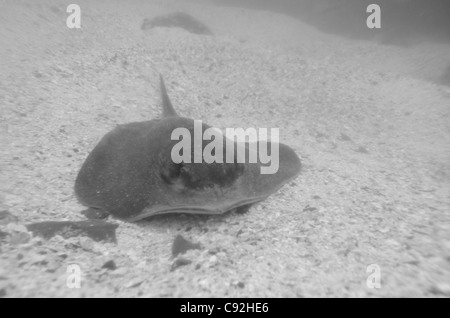 Stingray sous l'eau, l'île de San Cristobal, îles Galapagos, Equateur Banque D'Images