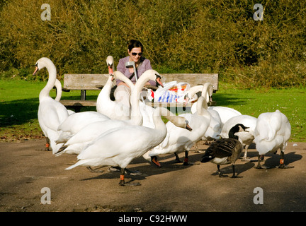 Mobilité femme assise et nourrir les cygnes tuberculés sur une journée ensoleillée à Rickmansworth Aquadrome Herts UK Banque D'Images