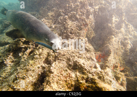 Lion de mer Galapagos (Zalophus californianus wollebacki) attrapé un poisson dans sa bouche, Bartolome Island, îles Galapagos, Equateur Banque D'Images