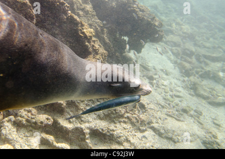 Lion de mer Galapagos (Zalophus californianus wollebacki) attrapé un poisson dans sa bouche, Bartolome Island, îles Galapagos, Equateur Banque D'Images