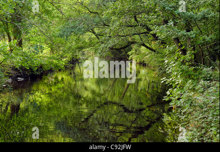 La fin de l'été branches en surplomb et réflexions sur la rivière Teign Dunsford Nature Réserver Devon UK Banque D'Images