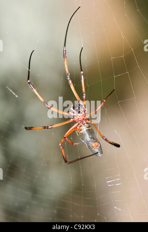 Femme inaurita Nephila spider plam originaire d'îles des Seychelles et inoffensif. De plus en plus espace de 8 cm. . Banque D'Images