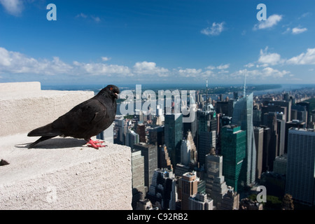 Pigeon sur l'Empire State Building Banque D'Images