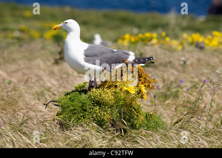 Californie - une paire de mouettes Ouest debout sur un Coreopsis bush sur East Anacapa Island dans Channel Islands National Park. Banque D'Images