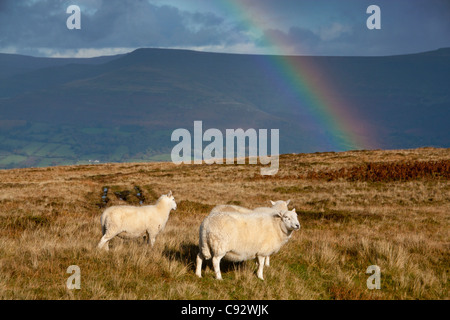 Trois moutons sur la Montagne Noire avec des personnalités Mynydd arc-en-ciel en arrière-plan et le Parc National des Brecon Beacons Powys Pays de Galles UK Banque D'Images