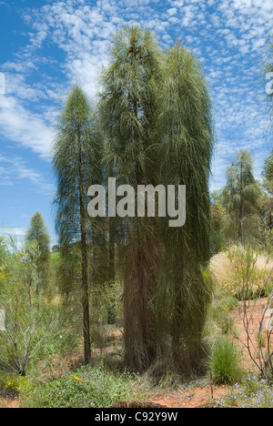 Allocasuarina decaisneana, désert ou le chêne est un arbre à croissance lente dans les régions désertiques sèches du Territoire du Nord, Banque D'Images