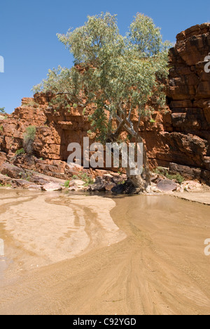 Trephina Gorge, dans l'Est des MacDonnell, est réputée pour ses falaises de quartzite pure et la rivière bordée d'Eucalyptus en eau. Banque D'Images