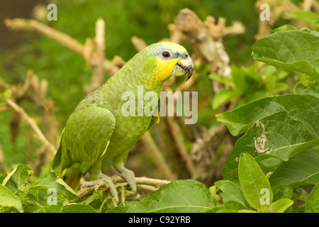 Couronné mâle Amazon Parrot tourné en basses terres de l'Amazonie équatorienne Banque D'Images