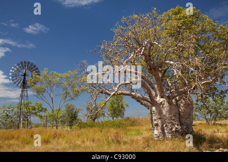 Moulin à vent et boab tree, près de Warmun (Turkey Creek), Great Northern Highway, région de Kimberley, Western Australia, Australia Banque D'Images