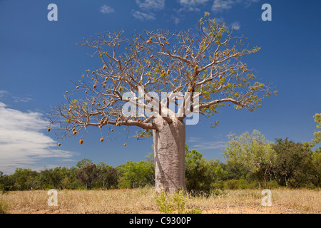 Boab tree, près de Warmun (Turkey Creek), Great Northern Highway, région de Kimberley, Western Australia, Australia Banque D'Images