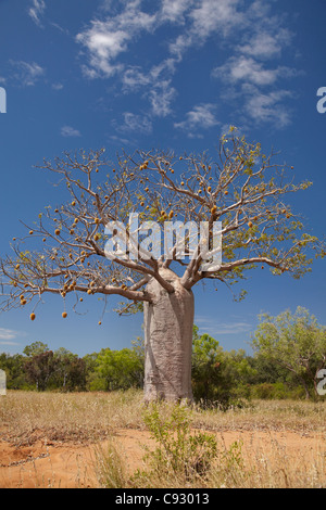 Boab tree, près de Warmun (Turkey Creek), Great Northern Highway, région de Kimberley, Western Australia, Australia Banque D'Images