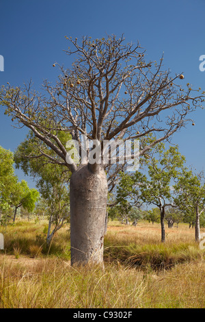 Boab tree, près de Warmun (Turkey Creek), Great Northern Highway, région de Kimberley, Western Australia, Australia Banque D'Images