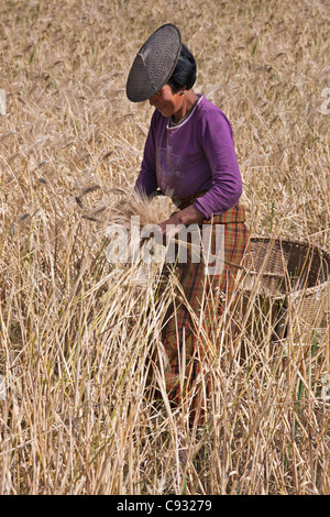 Les récoltes de maïs à une femme sa famille s hillside farm dans la vallée Mangde Chhu. Banque D'Images