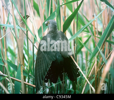 Cuckoo Cuculus canorus common reed le vol d'un oeuf de fauvettes nichent dans les roseaux avant de déposer ses propres Banque D'Images