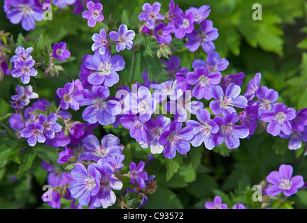 Les géraniums sauvages (Geranium sylvaticum), poussant dans le Parc National de Pingvellir. Banque D'Images