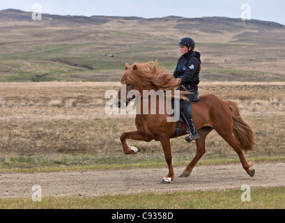 Une cavalière équitation son cheval islandais avec la démarche étape haute caracolant appelé tolt. Banque D'Images