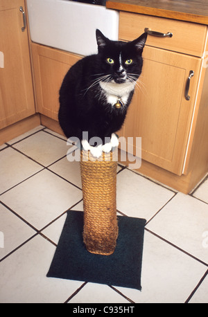 Chat noir et blanc assis sur le dessus de l'arbre à chat dans la cuisine Banque D'Images