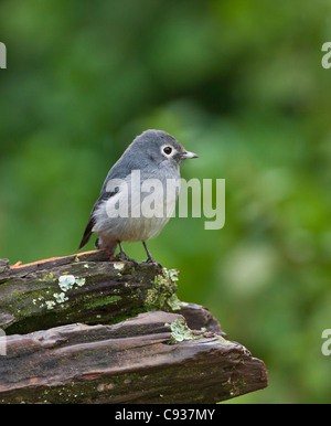 Un White-eyed Moucherolles schisteux. Banque D'Images