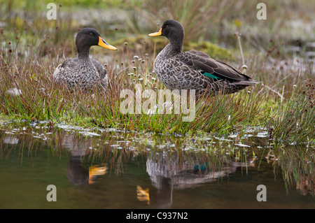 Une paire de canards à bec jaune. Banque D'Images