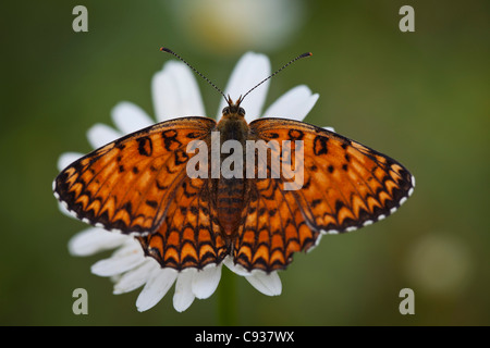 L'Italie, l'Ombrie, Norcia. Papillon Orange sur une marguerite. Banque D'Images
