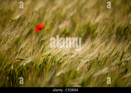 L'Italie, l'Ombrie, Norcia. Un coquelicot dans un champ d'orge près de Norcia. Banque D'Images