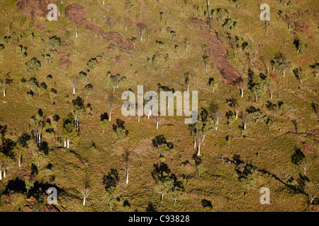 Boab arbres et prairies près de Warmun (Turkey Creek), région de Kimberley, Western Australia, Australie - vue aérienne Banque D'Images