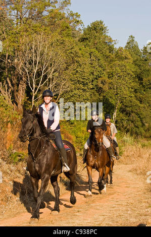 Plateau de Zomba, Malawi. L'équitation est un moyen populaire d'explorer le plateau des promenades guidées sur le plateau d'écuries. Banque D'Images