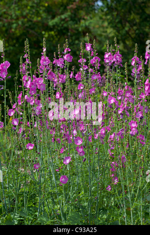 Sidalcea 'Party Girl' - Ketmie des Prairies ; aka : Checkerbloom, Checker Mallow, False Mallow, nain mauve Banque D'Images