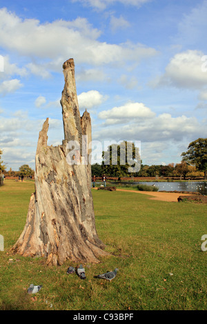Bushy Park est un des parcs nationaux à proximité de London's Royal Hampton Court dans south west London England UK Banque D'Images