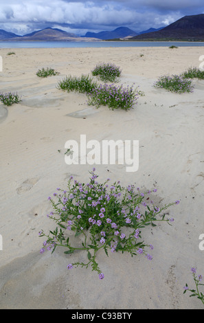 La roquette de mer, Cakile maritima développe à Horgabost beach Isle of Harris, Hébrides extérieures, en Écosse Banque D'Images