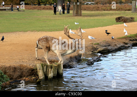 Le daim cerf à l'Étang du héron Bushy Park, l'un des quartiers les parcs royaux près de Hampton Court en south west London England UK Banque D'Images