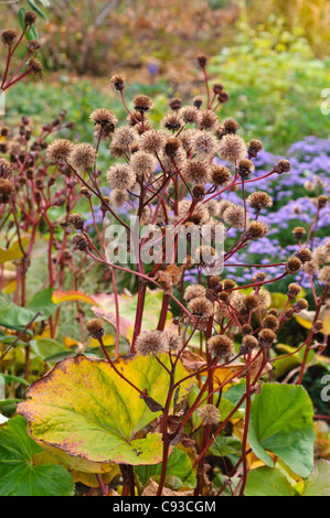 Summer ragwort (ligulaire dentata 'desdemona') Banque D'Images