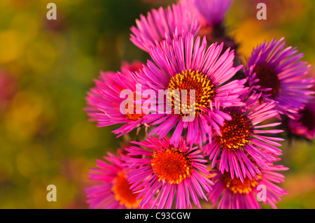 New England Aster (Aster novae-angliae 'rubinschatz') Banque D'Images