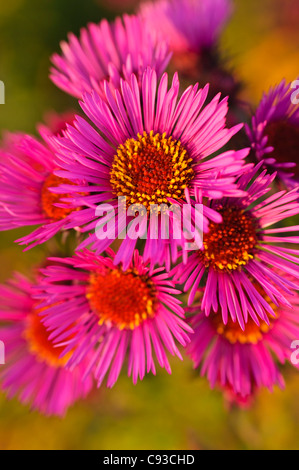 New England Aster (Aster novae-angliae 'rubinschatz') Banque D'Images