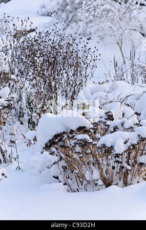 Jardin de vivaces de la neige Banque D'Images