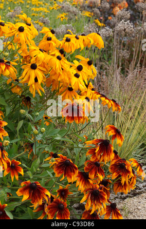 Rudbeckia jaune 'Marmalade' & Rudbeckia 'Rustic' Banque D'Images