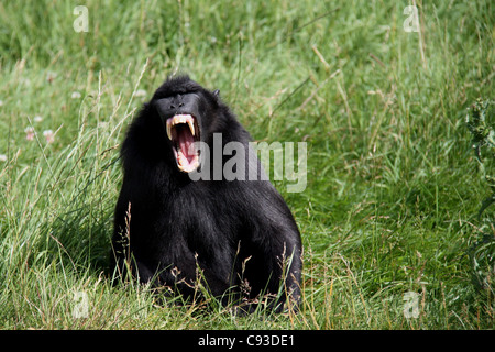 Sulawesi Crested Macaque, singe noir Banque D'Images