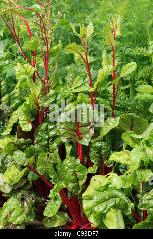 Potager avec Beta vulgaris - Chard et carottes Banque D'Images