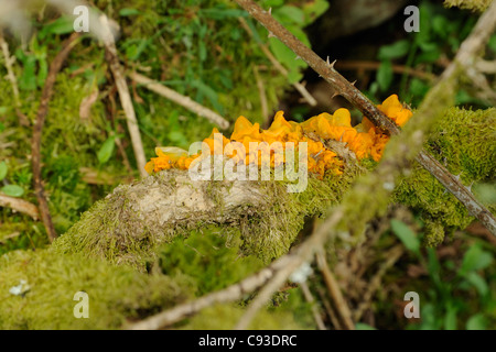 Cerveau jaune champignon, Tremella mesenterica Banque D'Images