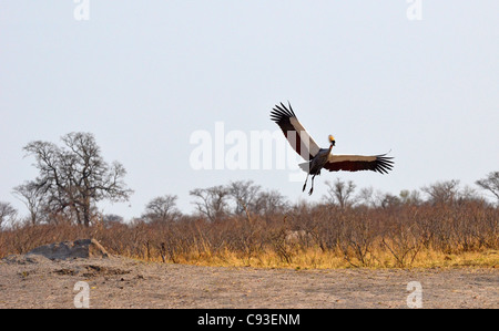 Le Zimbabwe est un petit pays doté d'une incroyable variété de paysages et d'animaux. Banque D'Images