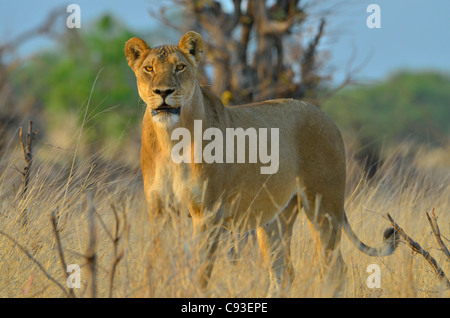 Le Zimbabwe est un petit pays doté d'une incroyable variété de paysages et d'animaux. Banque D'Images