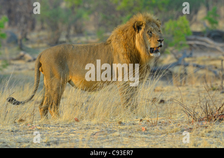 Le Zimbabwe est un petit pays doté d'une incroyable variété de paysages et d'animaux. Banque D'Images