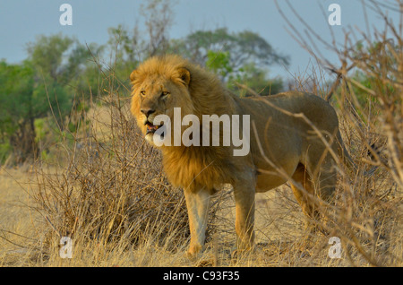 Le Zimbabwe est un petit pays doté d'une incroyable variété de paysages et d'animaux. Banque D'Images