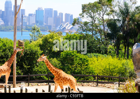 La girafe dans leur enclos au Zoo de Taronga sur les rives du port de Sydney dans le faubourg de Mosman avec Sydney CBD derrière. Banque D'Images