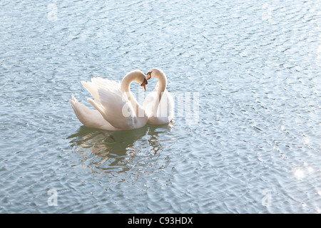 Deux cygnes forment une forme de coeur avec leur cou. Banque D'Images